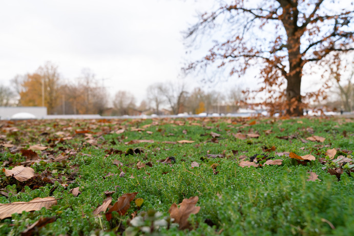 Groen dak uitgezoomd